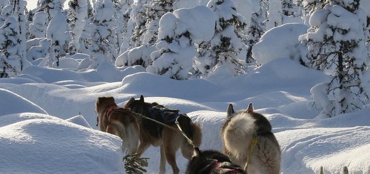 Randonnées et expéditions en traîneau à chiens Québec